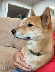 Reunited Male Dog last seen Space Center Blvd, Pasadena, TX, USA, Pasadena, TX 77505