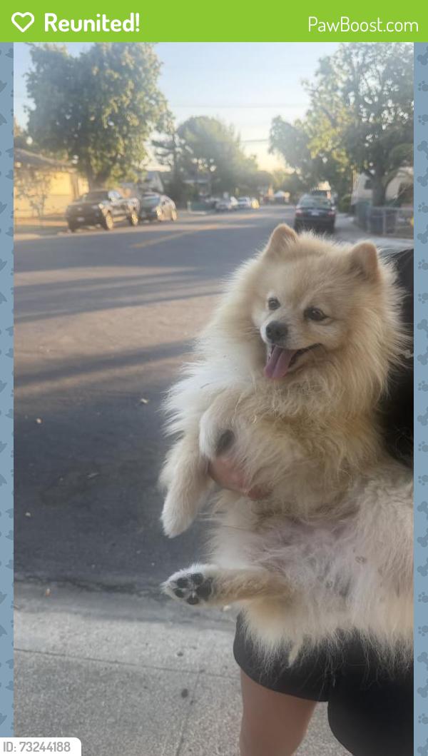 Reunited Male Dog last seen Carver St, San Jose, CA 95127, USA, San Jose, CA 95127