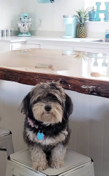 Lost Female Dog last seen Kilkenny and Aldenham in Plantation Bay Ormond Beach, Ormond Beach, FL 32175