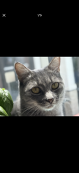 Reunited Female Cat last seen E38th and Excelsior, Oakland, CA 94602
