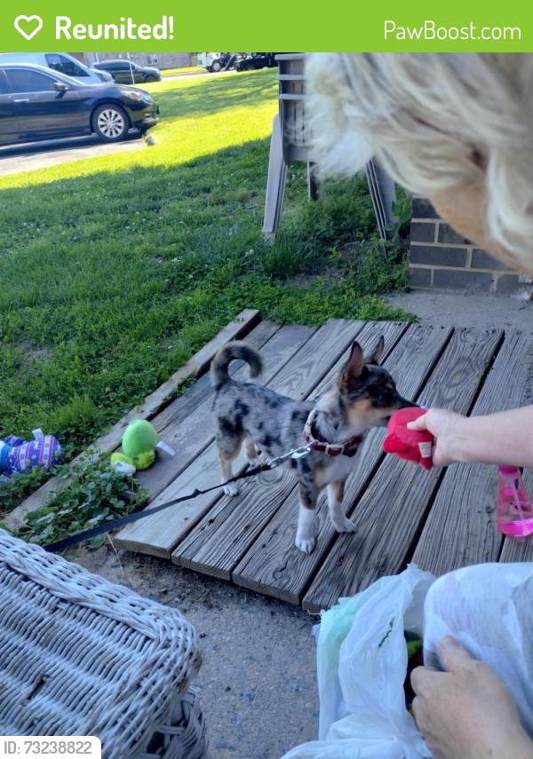 Reunited Male Dog last seen Wells Fargo bank, Dundalk, MD 21222