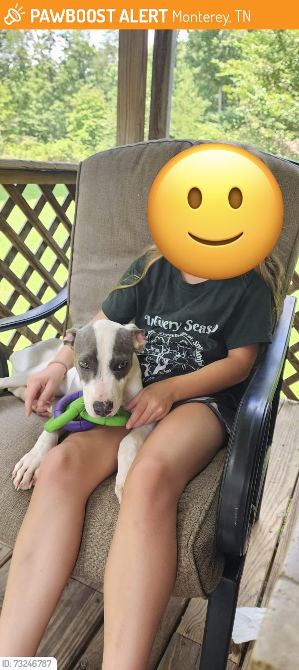Found/Stray Female Dog last seen Cade Rd., Monterey, TN 38574