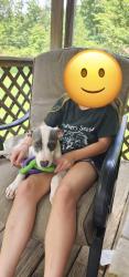 Found/Stray Female Dog last seen Cade Rd., Monterey, TN 38574