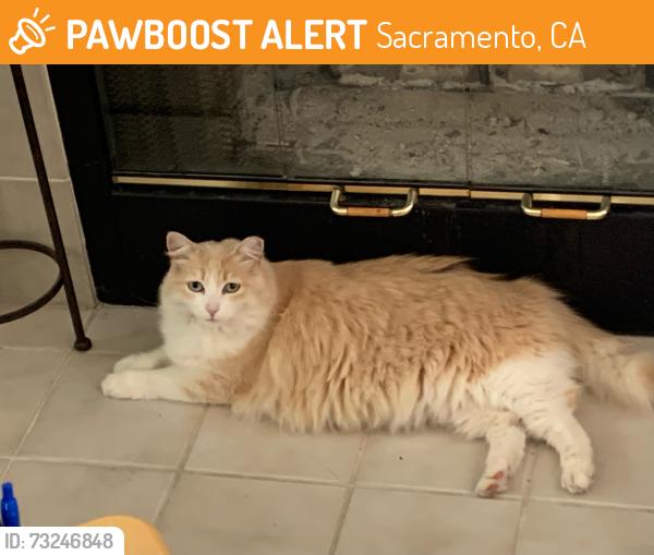 Found/Stray Female Cat last seen Howe Park, Sacramento, CA 95825