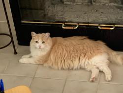 Found/Stray Female Cat last seen Howe Park, Sacramento, CA 95825