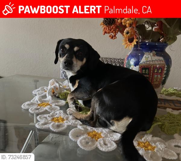 Lost Male Dog last seen 65th street and avenue s, Palmdale, CA 93552