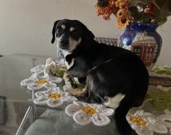 Lost Male Dog last seen 65th street and avenue s, Palmdale, CA 93552