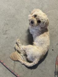 Reunited Female Dog last seen Near fm 1960 Dayton Texas 77535, Dayton, TX 77535