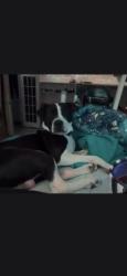 Lost Male Dog last seen Texas blv, Texarkana, TX 75503