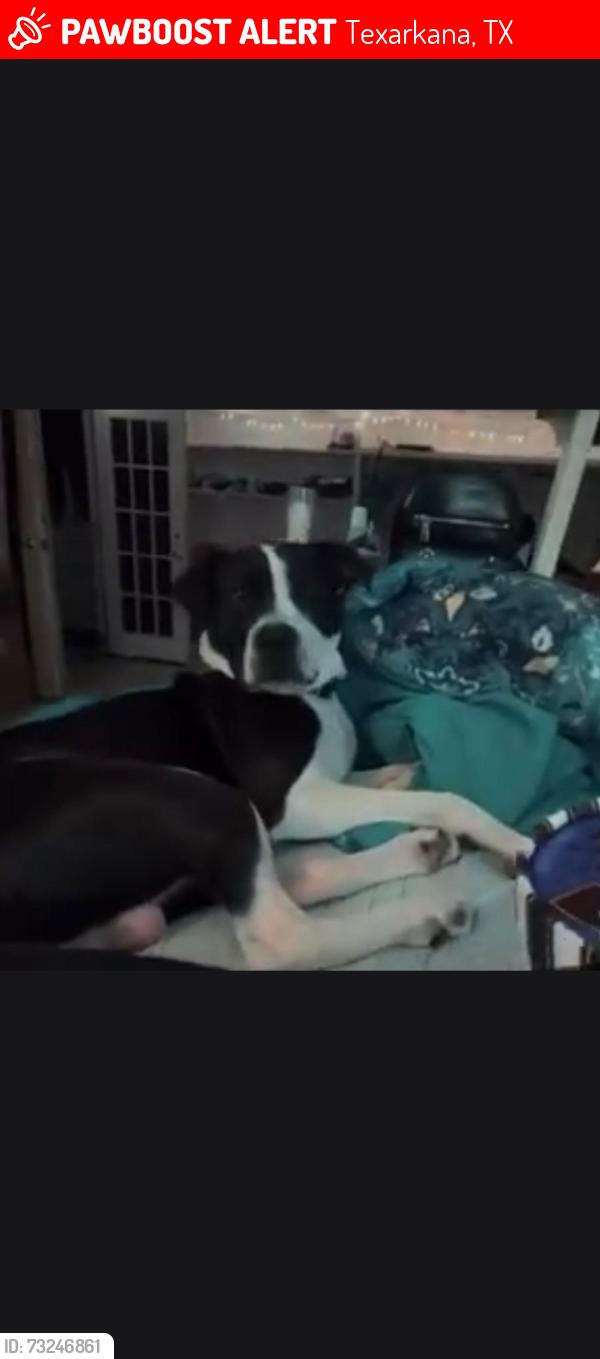 Lost Male Dog last seen Texas blv, Texarkana, TX 75503