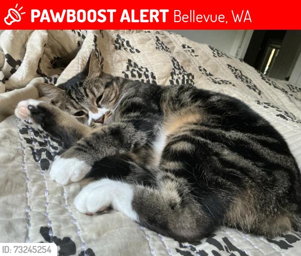 Lost Female Cat last seen Near Ne 31st street Bellevue washington 98005, Bellevue, WA 98005