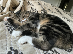 Lost Female Cat last seen Near Ne 31st street Bellevue washington 98005, Bellevue, WA 98005