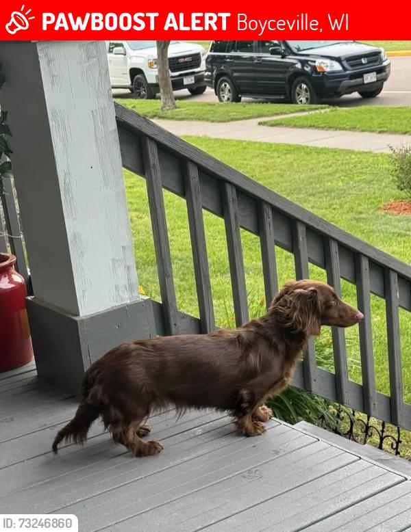 Lost Male Dog last seen Near Ave, Boyceville, WI 54725, Boyceville, WI 54725