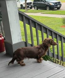 Lost Male Dog last seen Near Ave, Boyceville, WI 54725, Boyceville, WI 54725