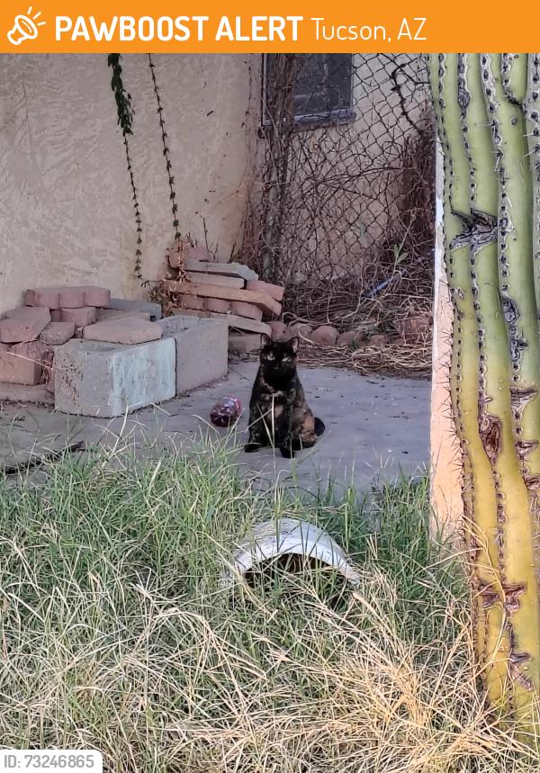 Found/Stray Unknown Cat last seen Near E Hedrick Dr, Tucson, AZ 85719