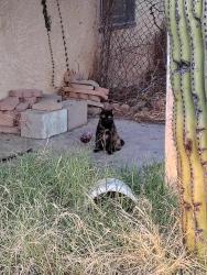 Found/Stray Unknown Cat last seen Near E Hedrick Dr, Tucson, AZ 85719