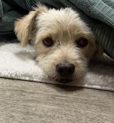 Shelter Stray Male Dog last seen Near Chamoune Avenue, San Diego, CA, 92115, 5500 Gaines St, San Diego, CA 92110, USA