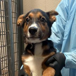 Shelter Stray Male Dog last seen Near Kettner Boulevard, San Diego, CA, 92101, 5500 Gaines St, San Diego, CA 92110, USA