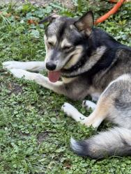 Found/Stray Male Dog last seen Overton park, Memphis, TN 38112