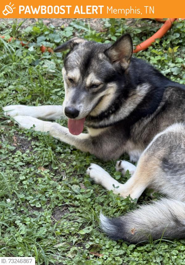 Found/Stray Male Dog last seen Overton park, Memphis, TN 38112