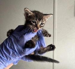 Shelter Stray Female Cat last seen UNK, San Diego, CA, 92154, 5500 Gaines St, San Diego, CA 92110, USA