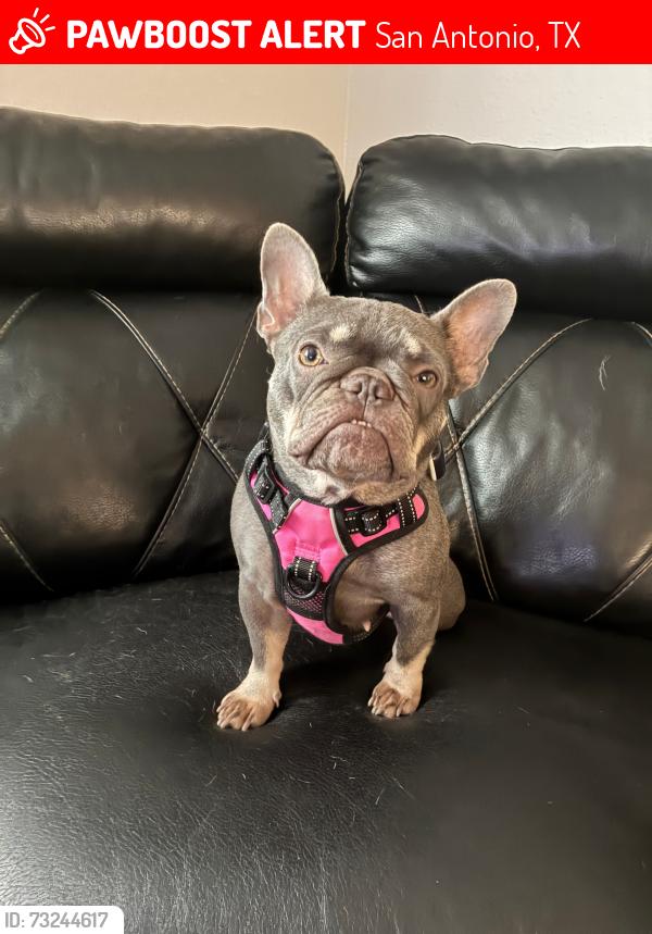 Lost Female Dog last seen Culebra and 1604, San Antonio, TX 78253
