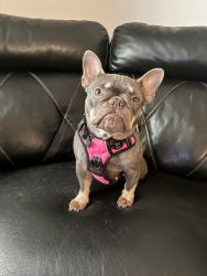 Lost Female Dog last seen Culebra and 1604, San Antonio, TX 78253