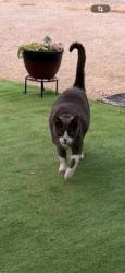 Lost Male Cat last seen Lelani Dr, Quigley ave, Knuckey Rd,, Brooksville, FL 34614
