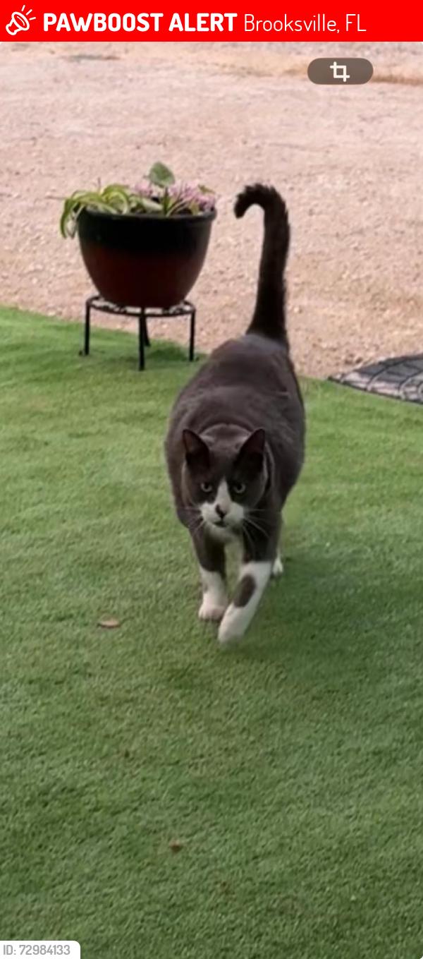 Lost Male Cat last seen Lelani Dr, Quigley ave, Knuckey Rd,, Brooksville, FL 34614