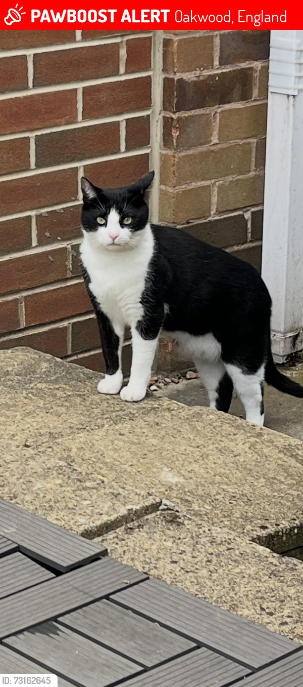 Lost Male Cat last seen Tuxford Close, Oakwood, England 