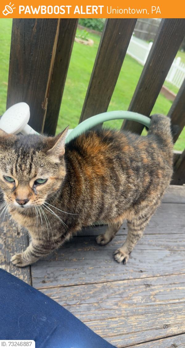 Found/Stray Female Cat last seen Wilmington st, uniontown, PA, Uniontown, PA 15401