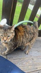 Found/Stray Female Cat last seen Wilmington st, uniontown, PA, Uniontown, PA 15401