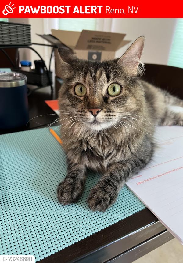 Lost Female Cat last seen long meadows, Reno, NV 89521