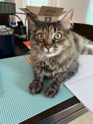 Lost Female Cat last seen long meadows, Reno, NV 89521