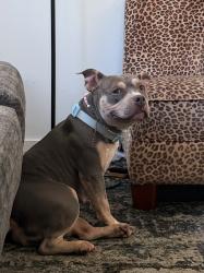 Reunited Female Dog last seen Old Ringgold Rd/Seminole Dr, Chattanooga, TN 37404