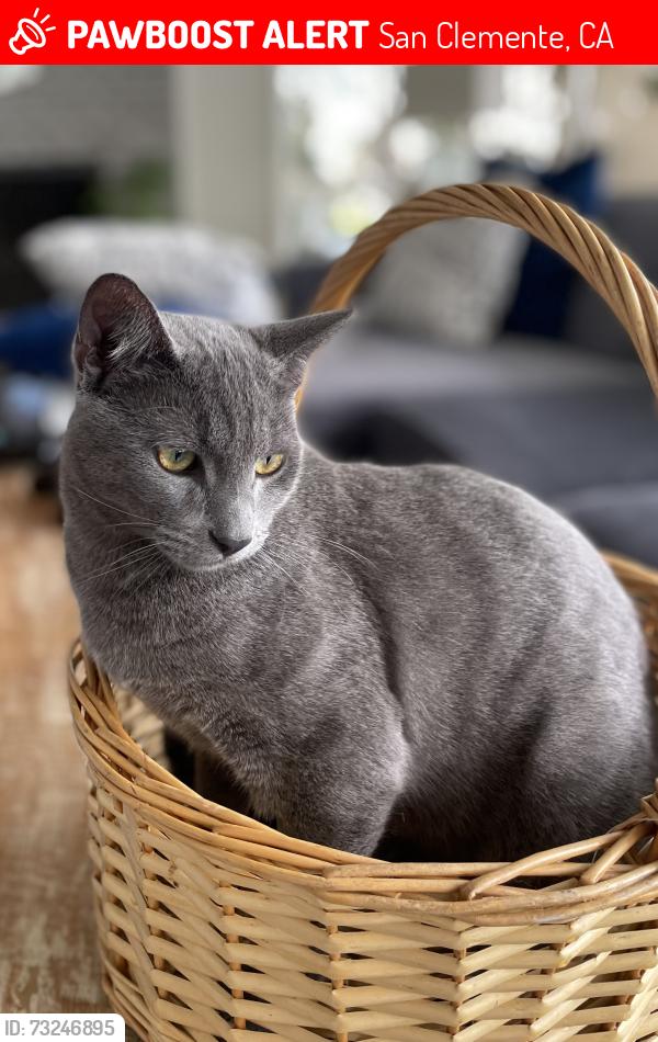 Lost Male Cat last seen Avenida Del Reposo, San Clemente, CA 92672