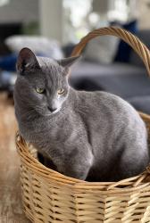 Lost Male Cat last seen Avenida Del Reposo, San Clemente, CA 92672
