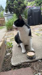Found/Stray Female Cat last seen Wheelock and 61, Saint Paul, MN 55106