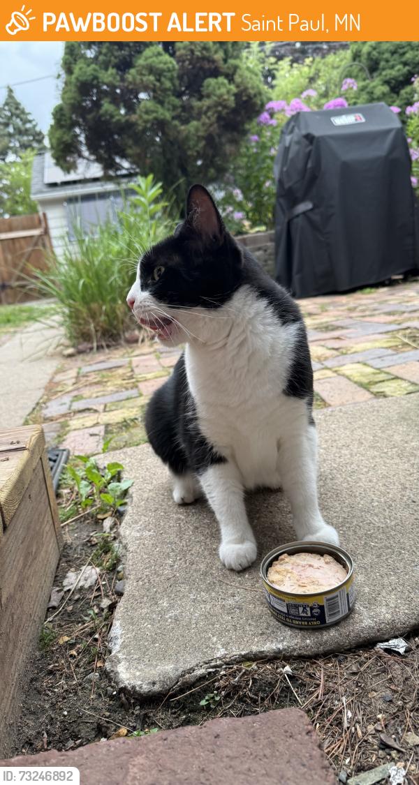 Found/Stray Female Cat last seen Wheelock and 61, Saint Paul, MN 55106