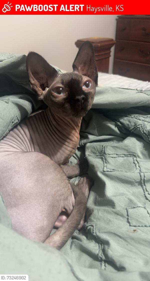 Lost Female Cat last seen Marlen and Grand, Haysville, KS 67060