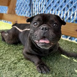 Shelter Stray Male Dog last seen , 12910 Yukon Ave, Hawthorne, CA 90250, USA