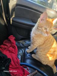 Lost Male Cat last seen Unkown, Anchorage, AK 99504