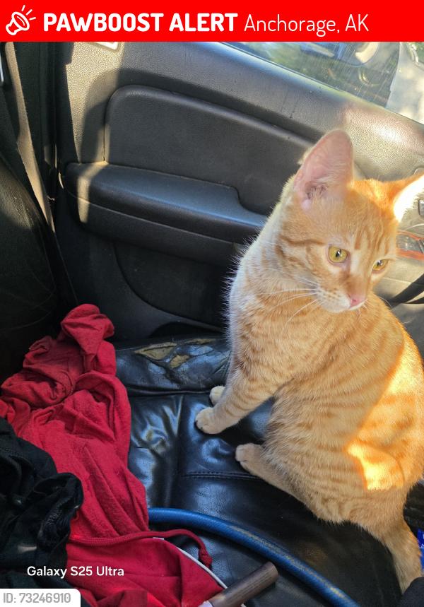 Lost Male Cat last seen Unkown, Anchorage, AK 99504