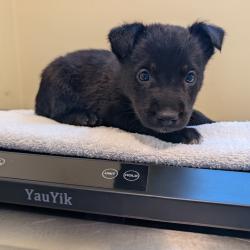 Shelter Stray Female Dog last seen , 361 S Raymond Ave, Pasadena, CA 91105, USA