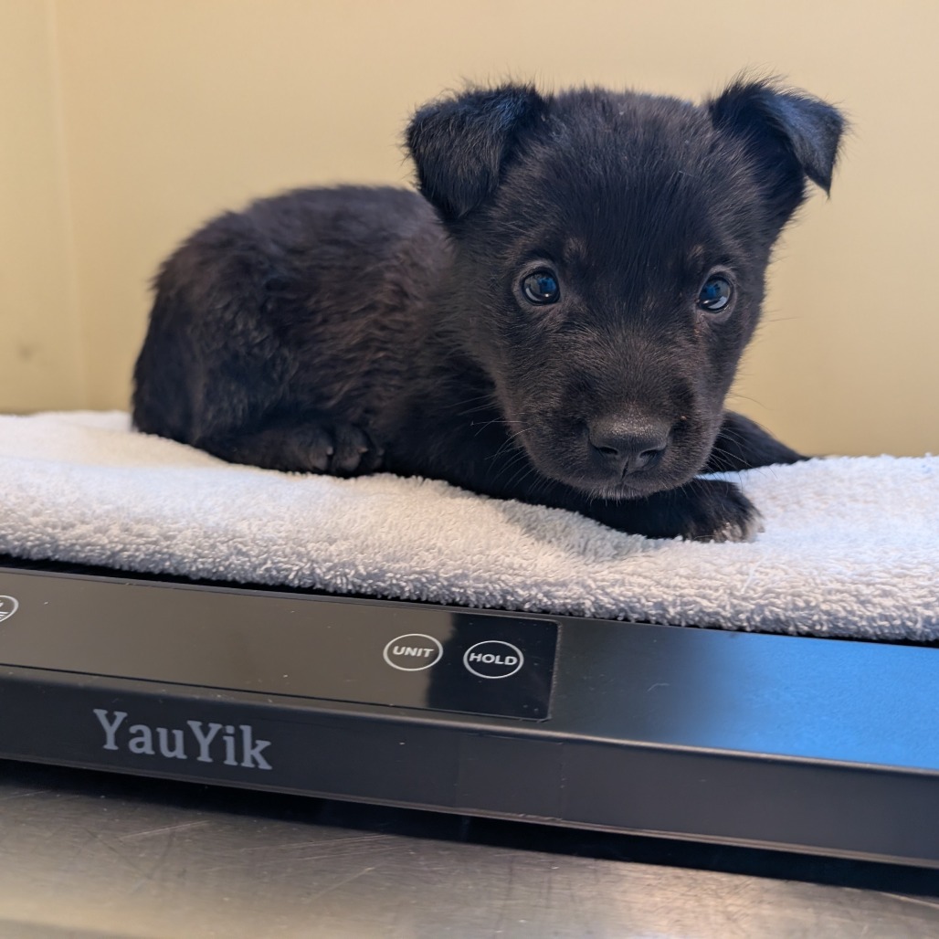 Shelter Stray Female Dog last seen , 361 S Raymond Ave, Pasadena, CA 91105, USA