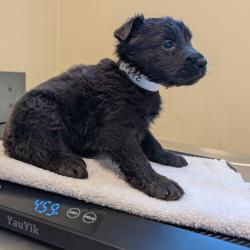 Shelter Stray Unknown Dog last seen , 361 S Raymond Ave, Pasadena, CA 91105, USA