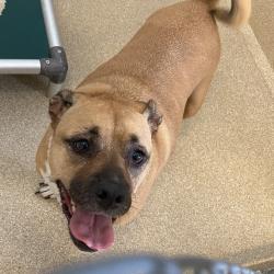 Shelter Stray Female Dog last seen , 54687 Co Rd 19, Bristol, IN 46507, USA