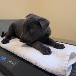 Shelter Stray Unknown Dog last seen , 361 S Raymond Ave, Pasadena, CA 91105, USA
