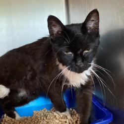 Shelter Stray Female Cat last seen , 54687 Co Rd 19, Bristol, IN 46507, USA