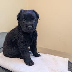 Shelter Stray Unknown Dog last seen , 361 S Raymond Ave, Pasadena, CA 91105, USA